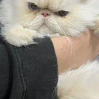 گربه ماده برای جفت