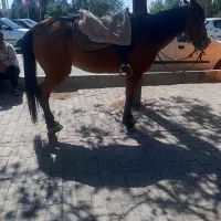 سلام اسب مادیان اروم|اسب و تجهیزات اسب‌سواری|مشهد, گنبدواز|دیوار