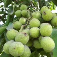 خرید نهال از مجموعه معتبر