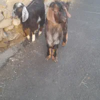 دوعددچپش نر