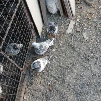 کبوتر خوب سه عدد|پرنده|صفادشت, |دیوار