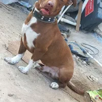 توله پیت بول