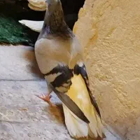 کفتر سبز دم سفید|پرنده|چهاردانگه (تهران), |دیوار