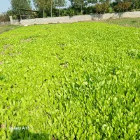 فروش نهال کاهو برای نشا|گل و گیاه طبیعی|دابودشت, |دیوار