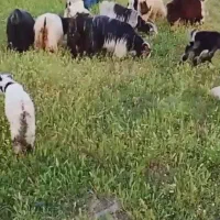 چهل یک راس بز چهل یک راس کهره