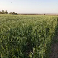 زمین کشاورزی فروشی|فروش زمین و ملک کلنگی|قم, آذر (نکویی)|دیوار