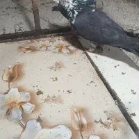 کفترپلاکی|پرنده|شیراز, حومه شیراز|دیوار