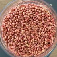 بذر اذر۲ پارسال