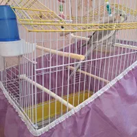 عروس هلندی با قفس|پرنده|میانه, |دیوار