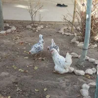 مرغ کوشین وگلین نژاد دار پرپا|حیوانات مزرعه|گلبهار, شهر جدید گلبهار|دیوار