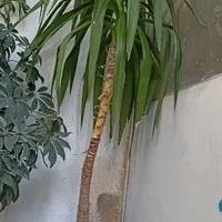 گل یوکا