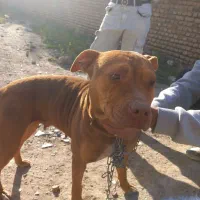 پیتیول ماده