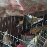 عروس هلندی|پرنده|شیراز, تندگویان|دیوار