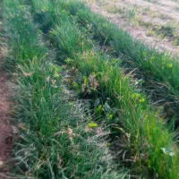 نهال پیاز مینروا