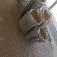 گندم نان و دیم حبوبات