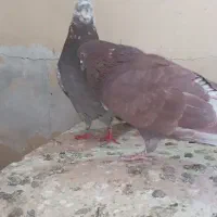 فروش ۵کبوتردرجه یک ازنسل ونژادعالی