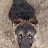 سگ ژرمن