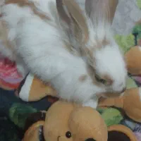 خرگوش لوپ|موش و خرگوش|قم, انسجام|دیوار