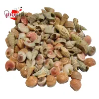 صدف|کلکسیون و سرگرمی|اصفهان, نقش جهان|دیوار