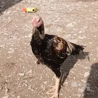 خروس لاری|حیوانات مزرعه|شیروان (خراسان), |دیوار