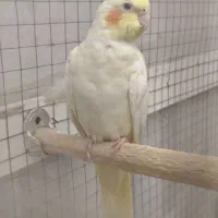 عروس هلندی نر