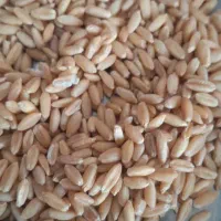 سوپراستارترباآنالیزدان پارس شرکتی مرغ بوقلمون جوجه|لوازم جانبی حیوانات|تهران, شمس‌آباد|دیوار