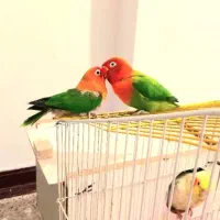 یک جفت طوطی برزیلی نر و ماده|پرنده|بندر ماهشهر, |دیوار