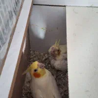 عروس هلندی کارداده