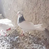 فروشی دوتاش ۲۵۰۰تومن|پرنده|کهنوج, |دیوار