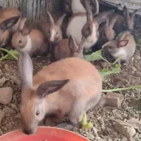 فروش خرگوش کوچک و بالغ|موش و خرگوش|بابل, |دیوار