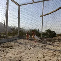 کبوتر|پرنده|راور, |دیوار