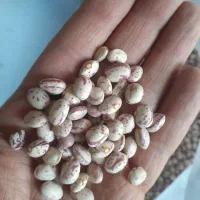 لوبیا چیتی و کشاورزی