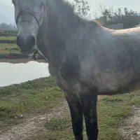 اسب|حیوانات مزرعه|احمدسرگوراب, |دیوار