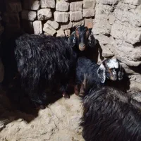 گوسفند بز|حیوانات مزرعه|قهستان, |دیوار