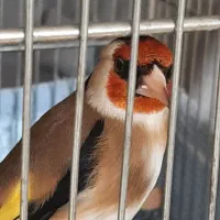 سهره نرو ماده فروشی