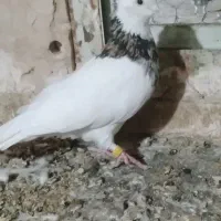 پولگی قلدر