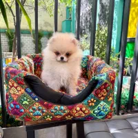 پامرانین خرسی لوپ دار