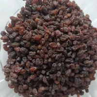 کشمش تازه و تمیز|خوردنی و آشامیدنی|مهاباد (آذربایجان غربی), |دیوار