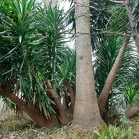 یوکا با با پایه های بزرگ