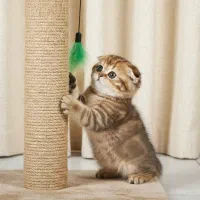 بریتیش و اسکاتیش اصیل