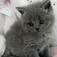 گربه های اسکاتیش و برتیش