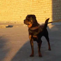 سگ نر