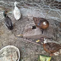 4 اردک 3 ماده تخم گذار
