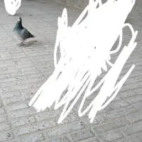 کبوتر نر|پرنده|نهبندان, |دیوار