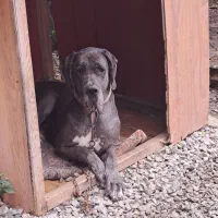 سگ گردین 2 ساله نر واکسن خورده  شناسنامه دار|سگ|نوشهر, |دیوار