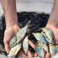 اسپلش بچه ماهی کپور،آمور) امساله فیتوفاک و.|ماهی|اهواز, شهرک حفاری|دیوار