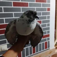 کفتر پرشی و پلاک جفت|پرنده|سیسخت, |دیوار