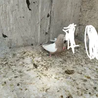 سینه قهوه ای ماده دوکت شیر|پرنده|شیراز, کوشک میدان|دیوار