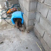 دوتا  مرغ یکیش همراه جوجه هست  محلی اصل