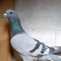 کبوتر|پرنده|برخوار, |دیوار